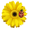 ladybug14.gif ladybird of goodluck image by DAWN_49
