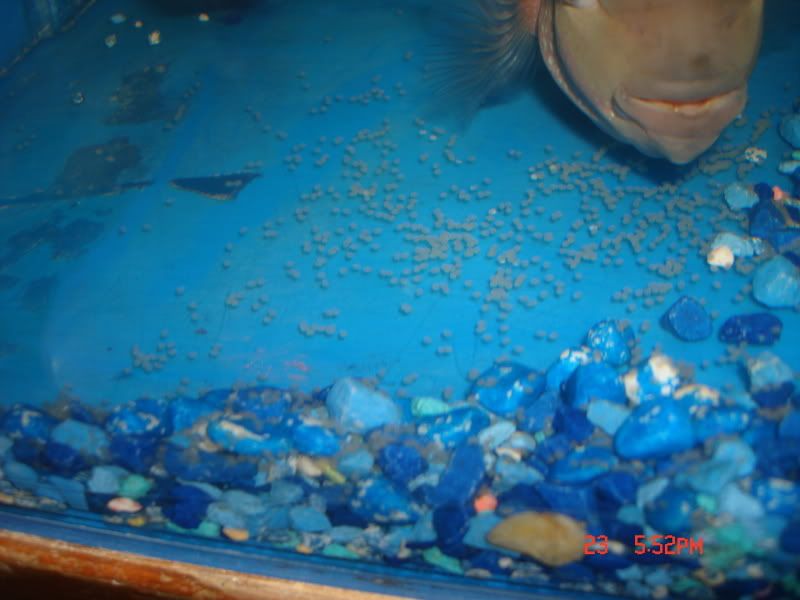 what do goldfish eggs look like in a fish tank. what do goldfish eggs look