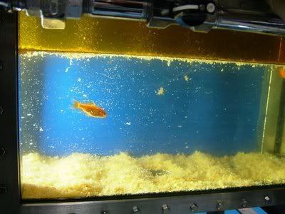 cool goldfish tank. goldfish tank decorations.
