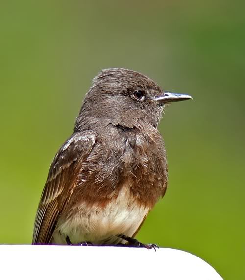 IMAGE: http://i99.photobucket.com/albums/l283/phoneydg/4043.jpg