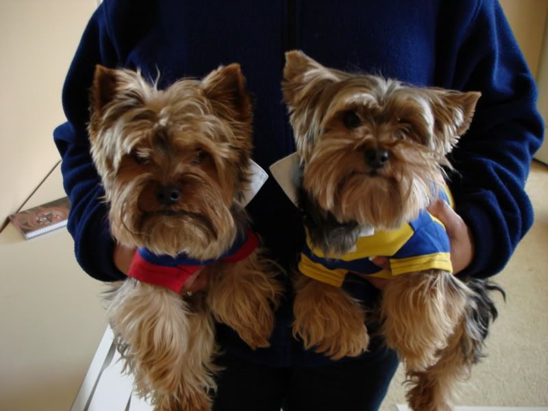 Yorkies013.jpg