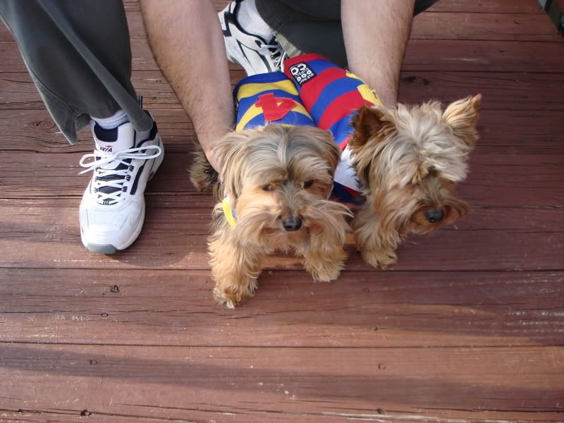 Yorkies014.jpg