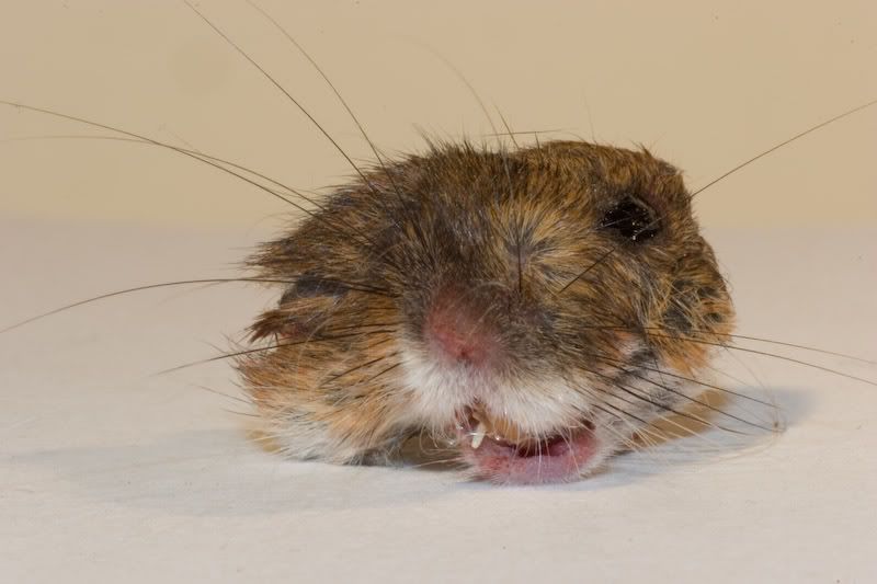 IMAGE: http://i99.photobucket.com/albums/l284/stave_2006/Macro/IMG_2931.jpg