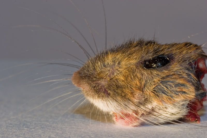 IMAGE: http://i99.photobucket.com/albums/l284/stave_2006/Macro/IMG_2937.jpg