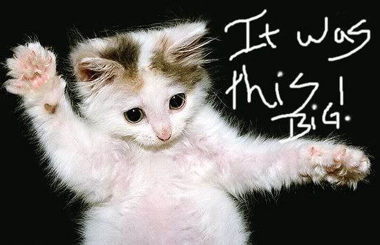 Myspace Comment: Cats, Kittens