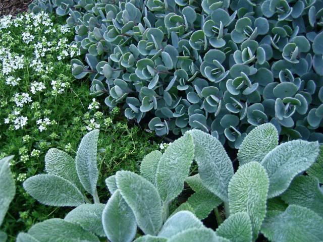  photo scauticola_zps7b76fd97.jpg