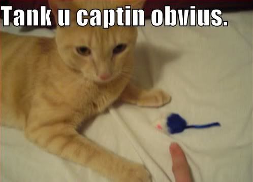 funny-pictures-captain-obvious-cat.jpg