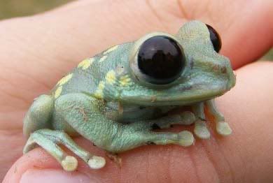 ... ali haider hamd mein tere samne lucky ali songs pk ali haider naat