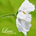 flower.gif