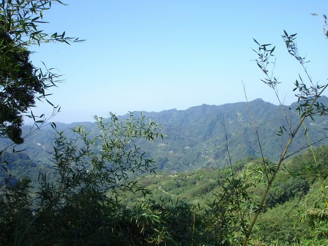 竹影中的山景