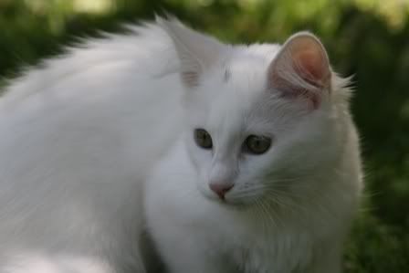 Advice on animal cruelty