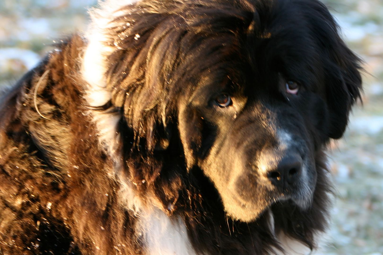 nanookthenewfy.blogspo... nanookthenewfy.blogspo...
