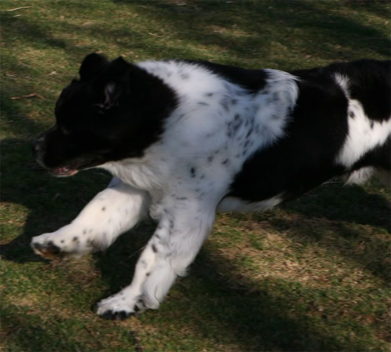 Black Wolf Running