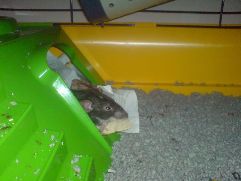 Rats2007-09-241_resize.jpg