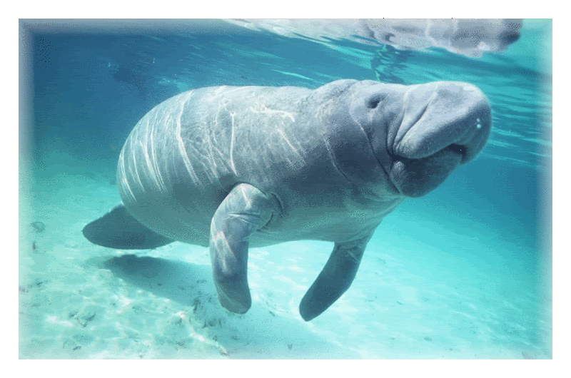 Manatee.gif