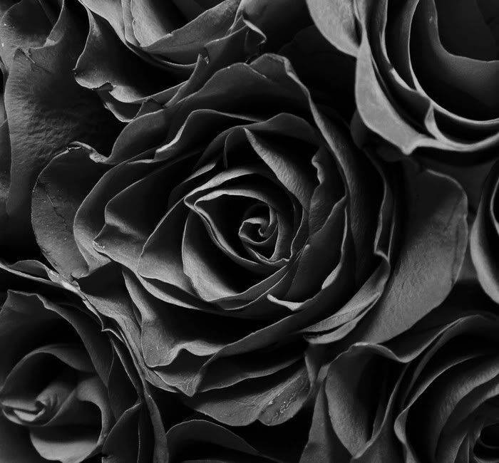 black and white backgrounds for myspace. lack and white roses 1