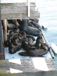 Santa Cruz,Wharf,Sea Lions,Animals