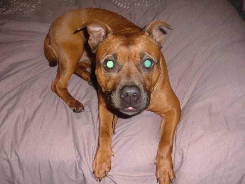 2004_0101DeeDee0002.jpg
