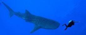 whalesharkHMod.jpg