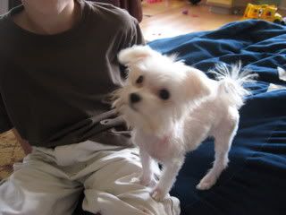 Shaved Maltese 90