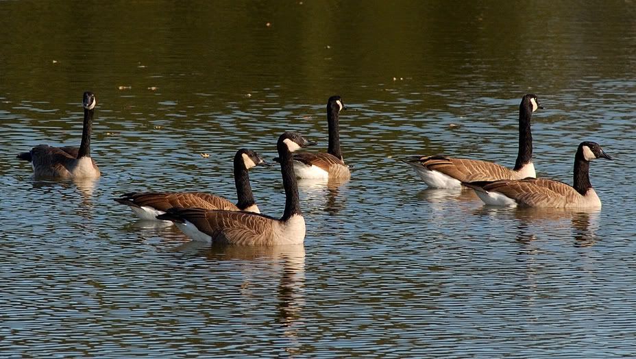 canada goose orleans canada goose orleans