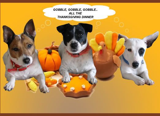 Thanksgiving puppies Pictures, Images and Photos