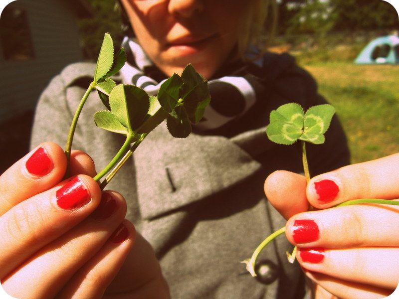 Four leaf clovers