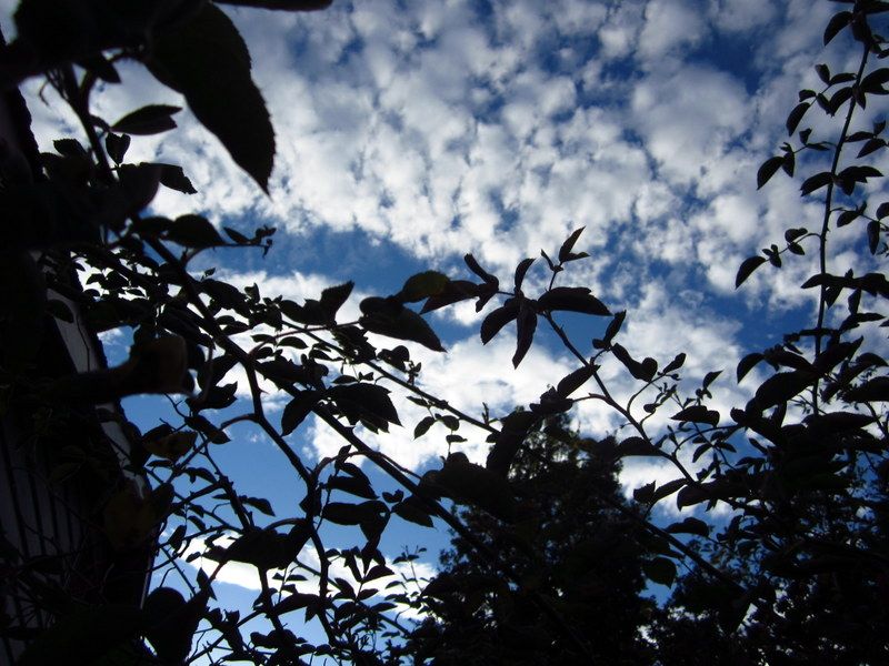 Eugene sky