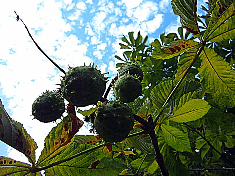 Wild plant