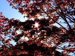 Herbstlich gefärbter Ahorn im Gegenlicht