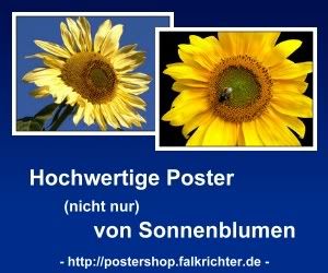Hochwertige und schöne Poster, z.B. von Sonnenblumen.