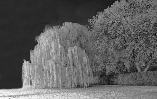 Willow at night