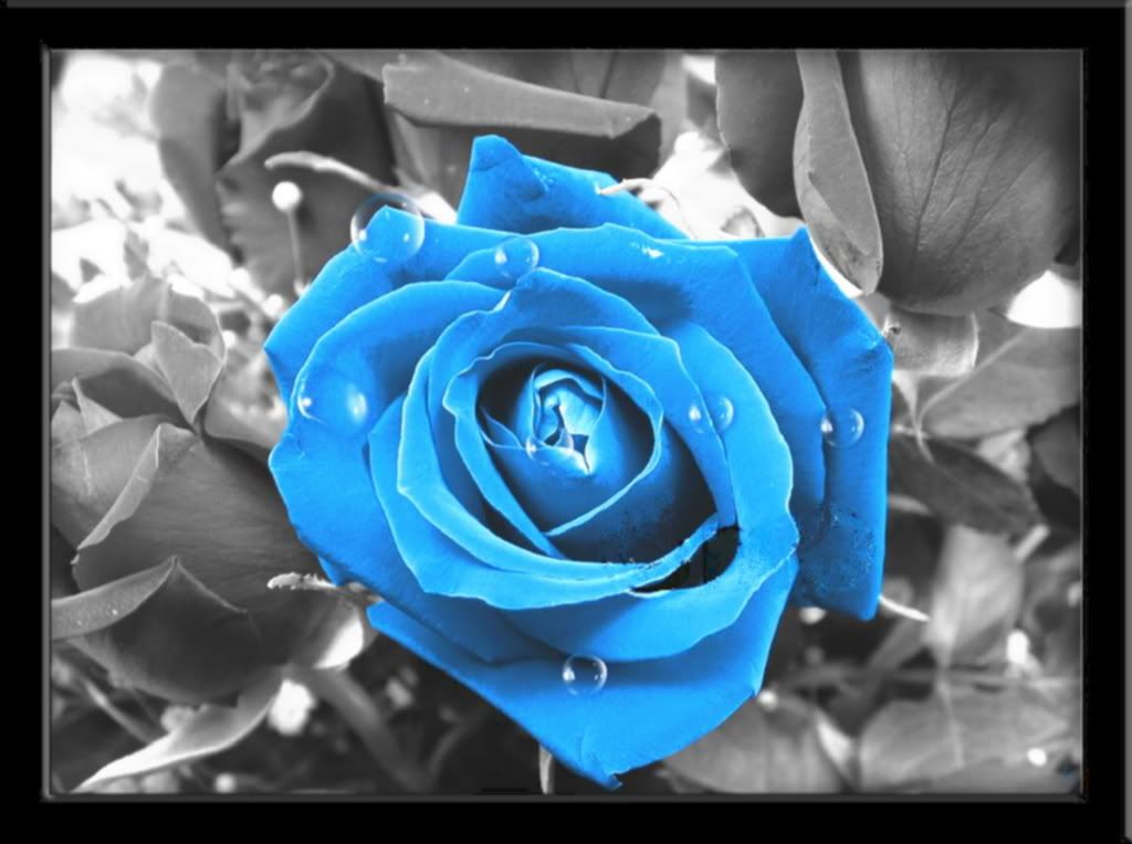 Blue Rose2