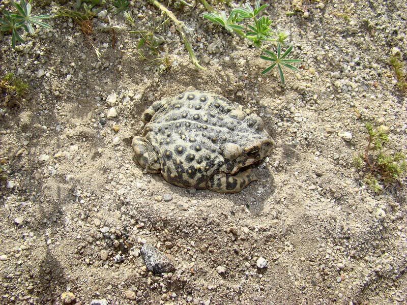 California Toad