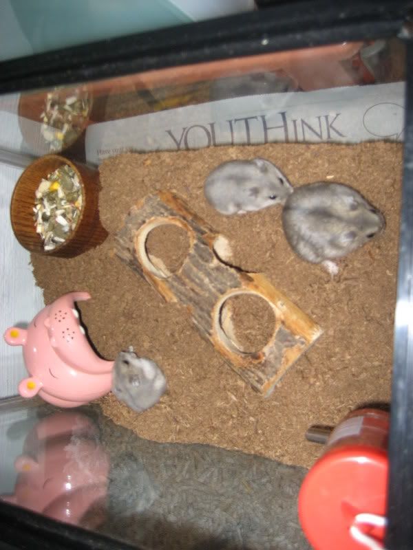 Hamster SOIL Bedding!