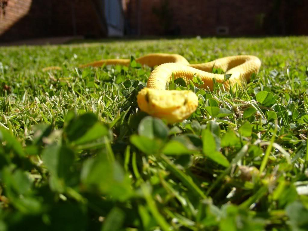 SAReptiles • View topic lots of pics hope you enjoy.