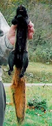 BlackSquirrel.jpg