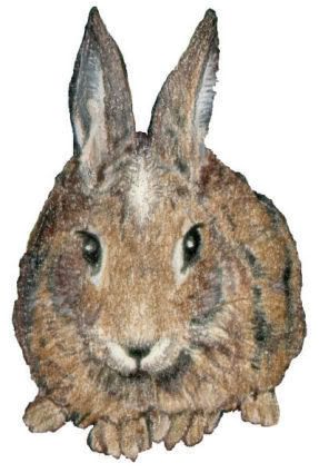 bunny-1.jpg