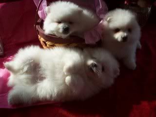 Boo's Pups