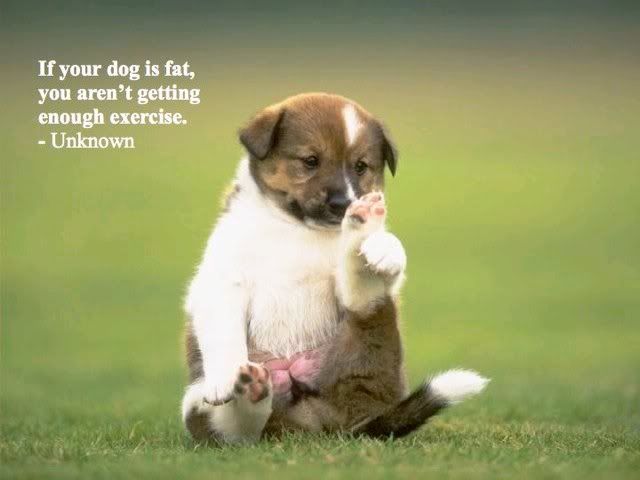 puppies and quotes. Kodak: Puppy Fix Friday