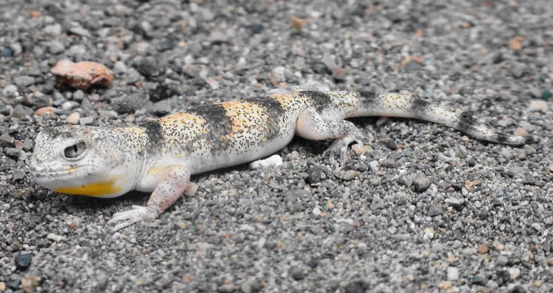 Ptenopuscarpijuvenile10-11.jpg