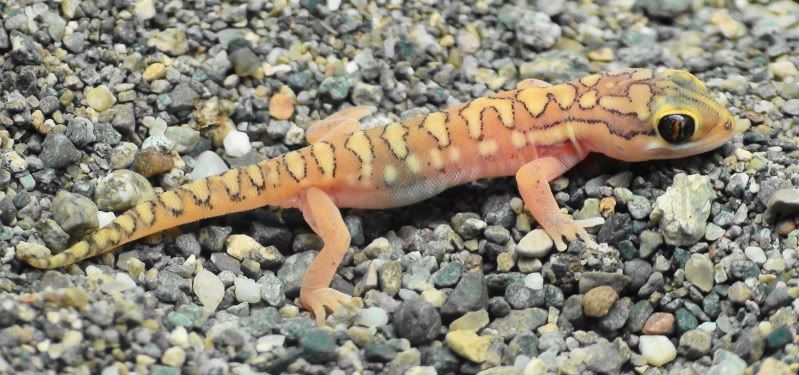 colopuswwahlbergiihatchling3-11.jpg