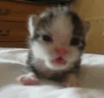 118250903328.gif?t=1182650180