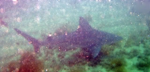 bullshark.jpg