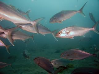 morefish.jpg