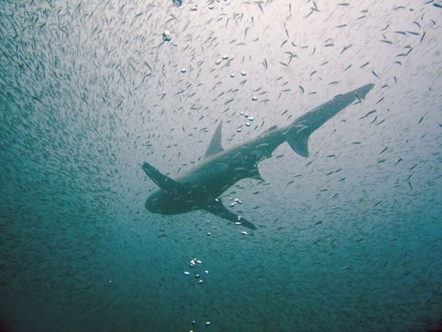 bull shark. Bull Shark Dive