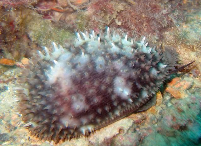 atlanticdeercowrie.jpg