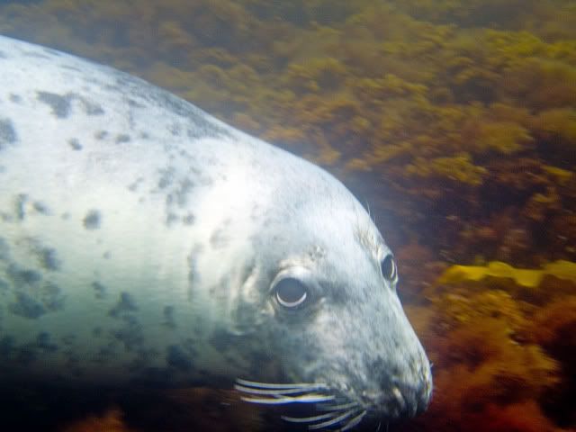 seal-6.jpg