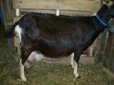 When will she kid? - Goats