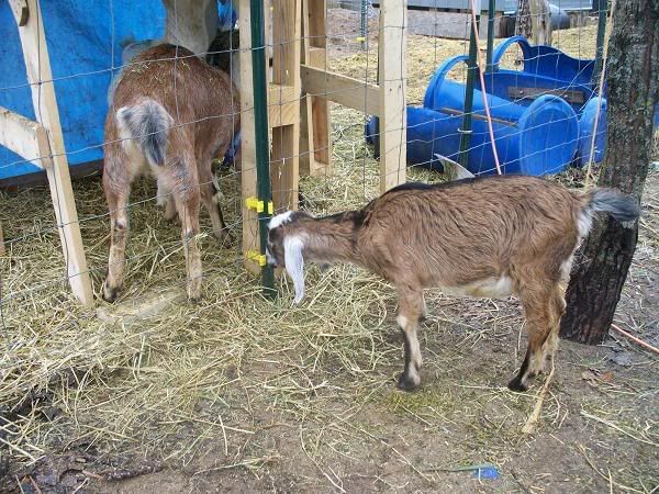bought a new doe today - Goats